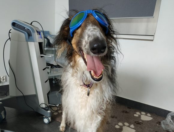 laseroterapia dla psa